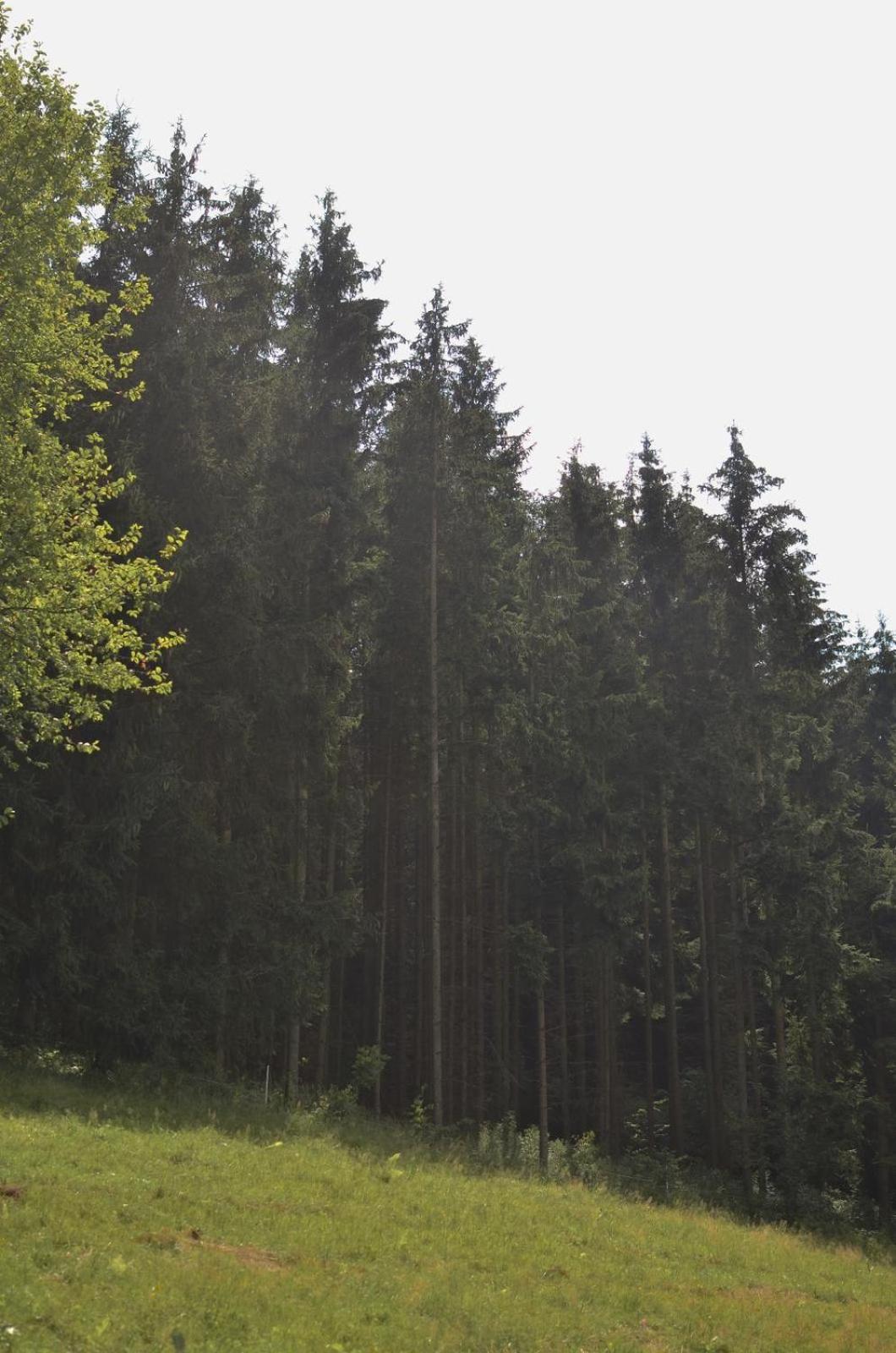 Treehouse Velké Losiny Zewnętrze zdjęcie